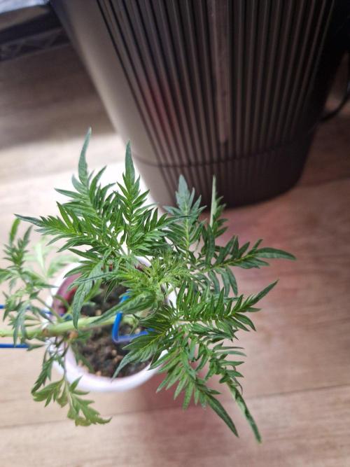Mentha de Croco Fern Type Pheno #2. Week 6