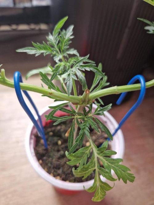 Mentha de Croco Fern Type Pheno #2. Week 6