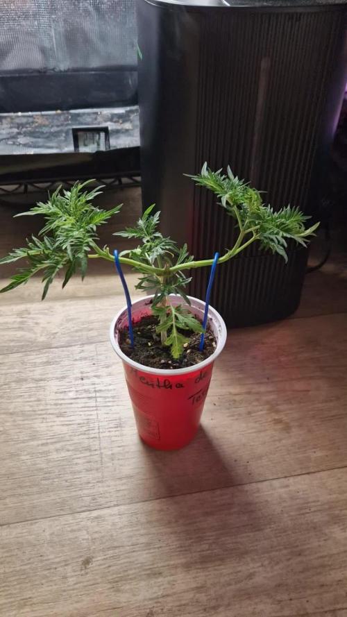 Mentha de Croco Fern Type Pheno #2