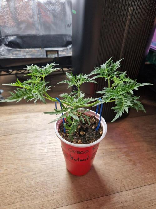 Mentha de Croco Fern Type Pheno #3. Week 6 - 08.08.26 