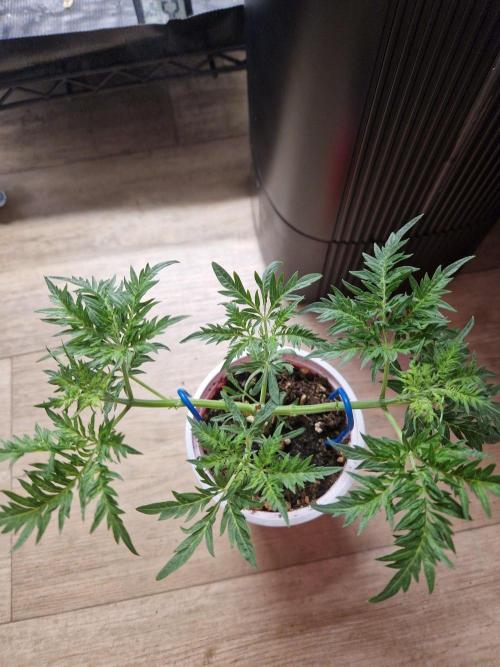 Mentha de Croco Fern Type Pheno #3. Week 6 - 08.08.26 