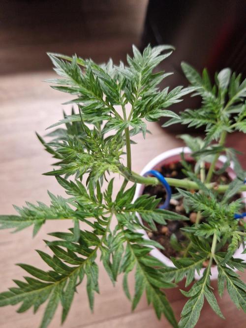 Mentha de Croco Fern Type Pheno #3. Week 6 - 08.08.26 