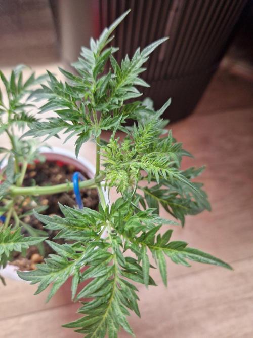 Mentha de Croco Fern Type Pheno #3. Week 6 - 08.08.26 