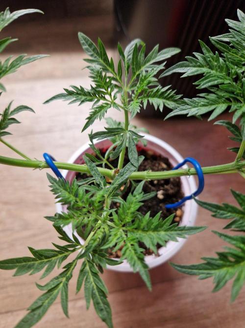 Mentha de Croco Fern Type Pheno #3. Week 6 - 08.08.26 