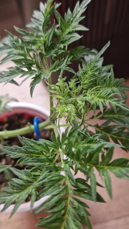 Mentha de Croco Fern Type Pheno #3