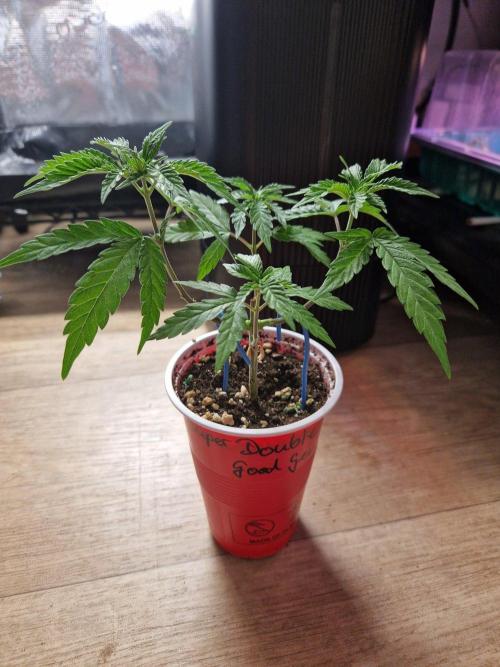 Super Double Cherry. Week 6