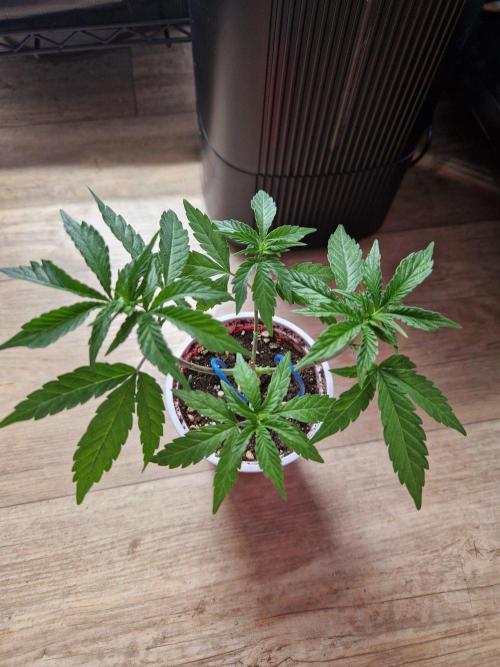 Super Double Cherry. Week 6