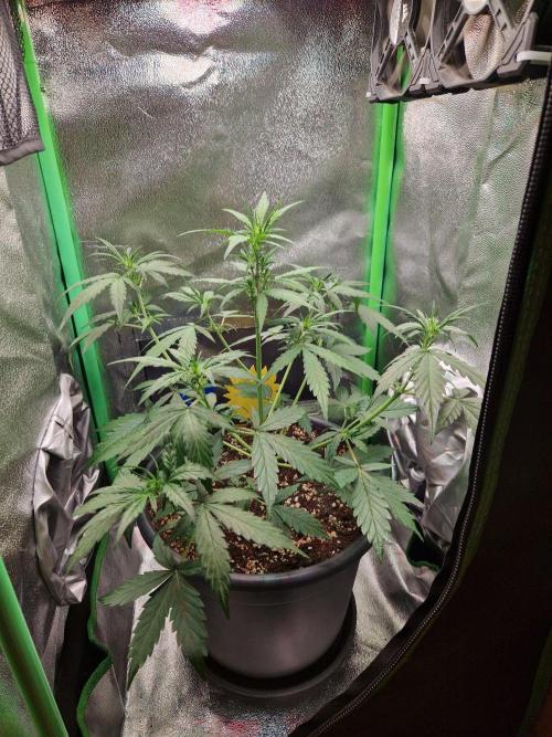 Deep Jealousy Auto. Week 4 - 08.08.26 