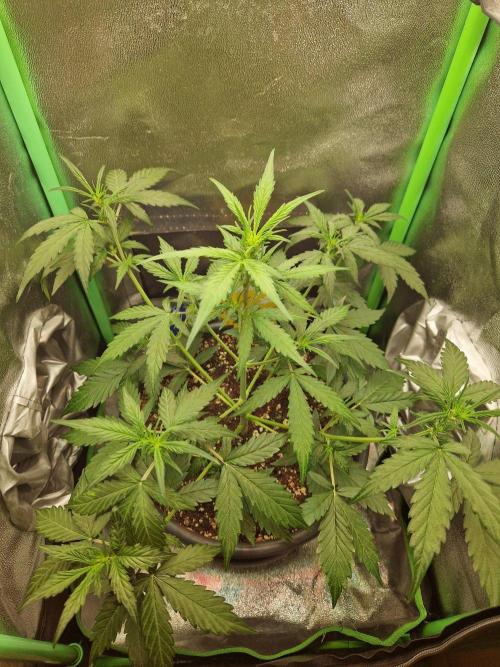 Deep Jealousy Auto. Week 4 - 08.08.26 