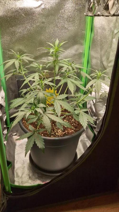 Deep Jealousy Auto