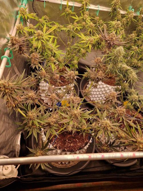 Blucci OG. Week 12 - 08.08.26