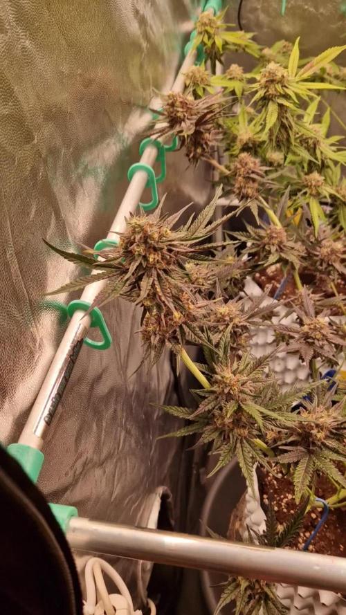 Blucci OG