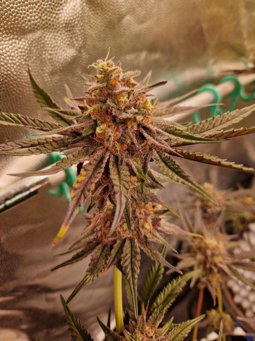 Blucci OG. Week 12 - 08.08.26