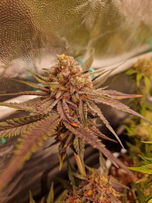 Blucci OG. Week 12 - 08.08.26