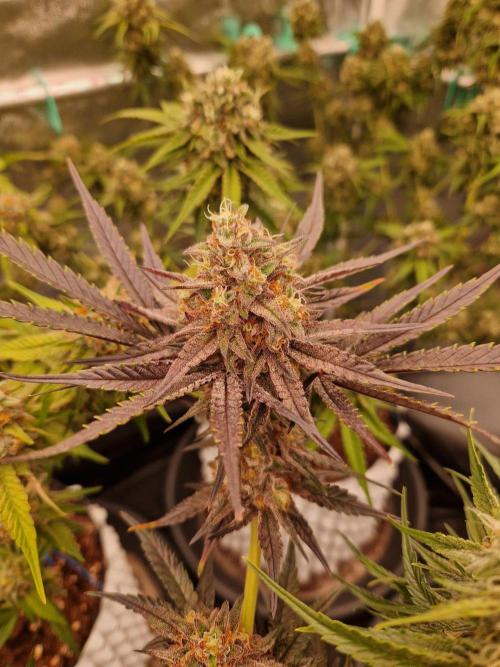Blucci OG. Week 12 - 08.08.26