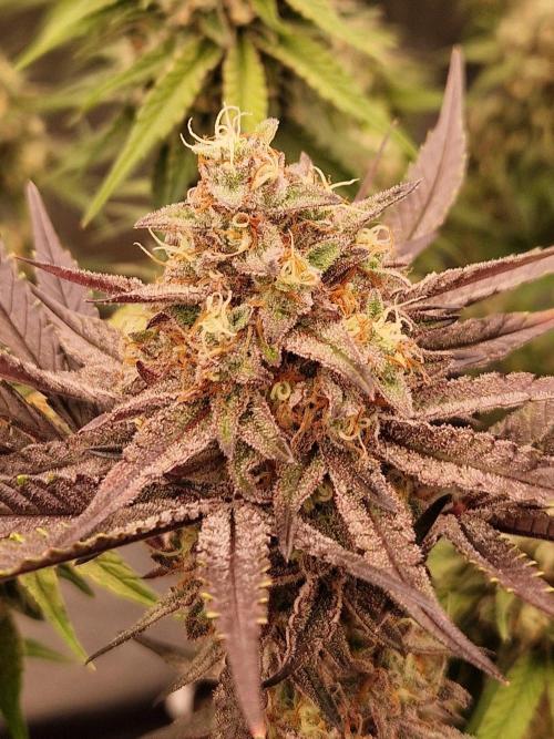 Blucci OG. Week 12 - 08.08.26