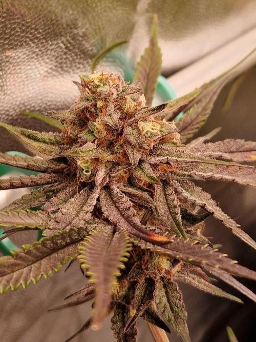 Blucci OG. Week 12 - 08.08.26