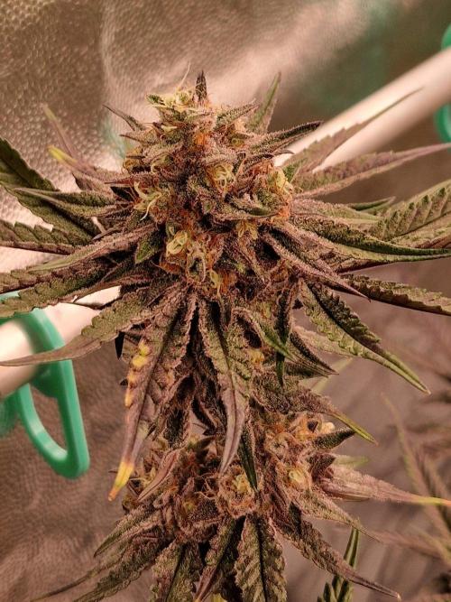 Blucci OG. Week 12 - 08.08.26
