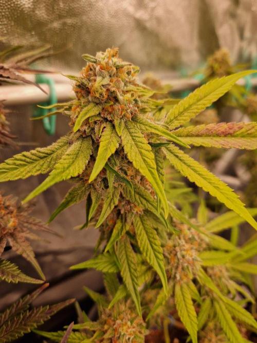 Bluzcotti Vaders Cut (2026). Week 14 - 08.08.26 