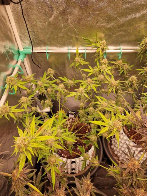 Bluzcotti Vaders Cut (2026). Week 14 - 08.08.26 