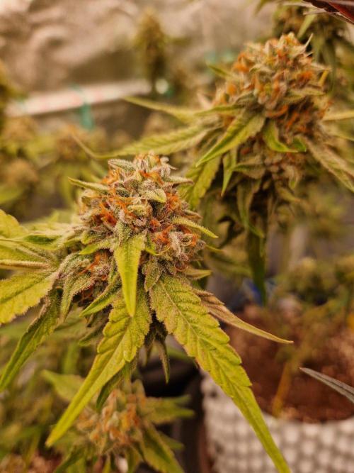 Bluzcotti Vaders Cut (2026). Week 14 - 08.08.26 