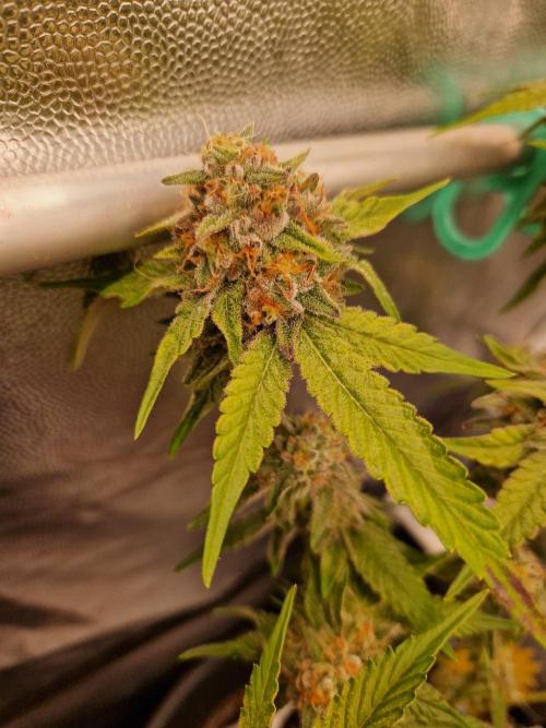 Bluzcotti Vaders Cut (2026). Week 14 - 08.08.26 