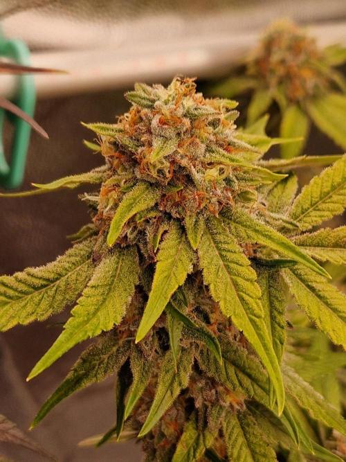 Bluzcotti Vaders Cut (2026). Week 14 - 08.08.26 