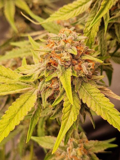 Bluzcotti Vaders Cut (2026). Week 14 - 08.08.26 