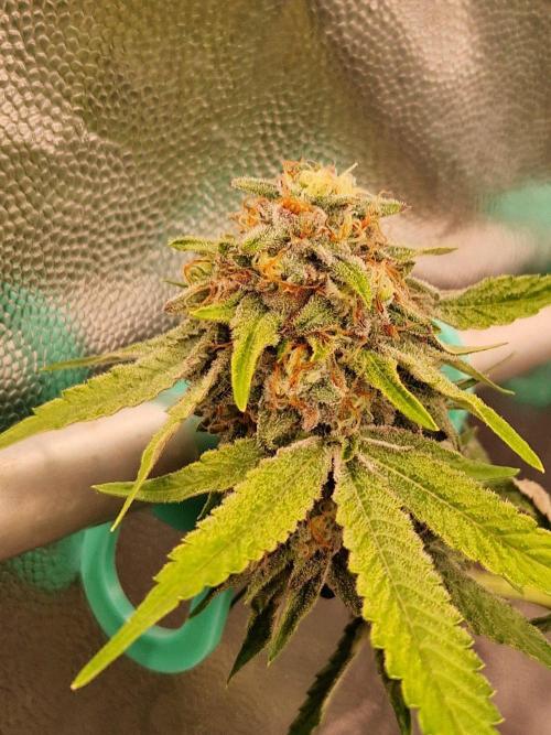 Bluzcotti Vaders Cut (2026). Week 14 - 08.08.26 