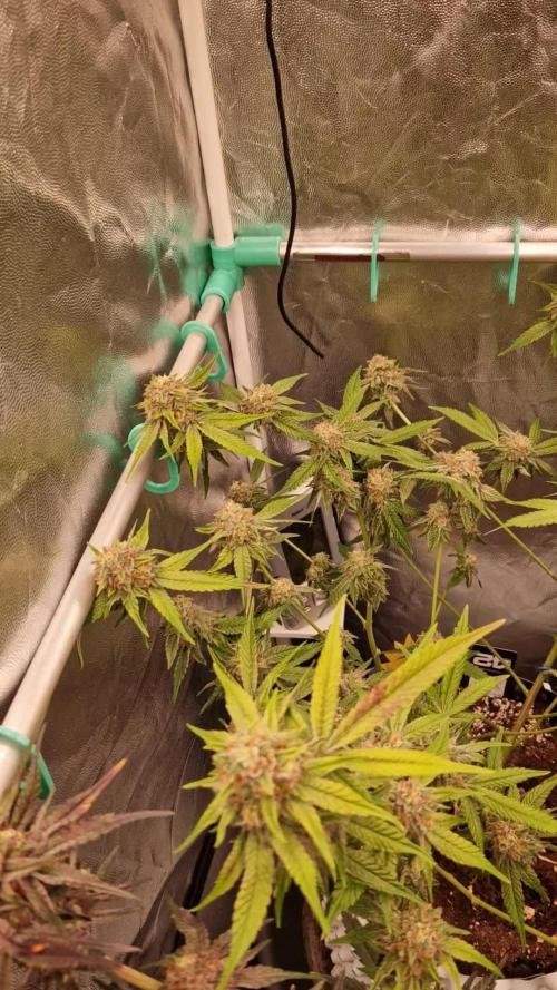 Bluzcotti Vaders Cut (2026)