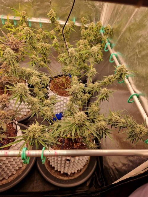 The White Sweet Candy OG One USAGenetics. Week 17 - 08.08.26 