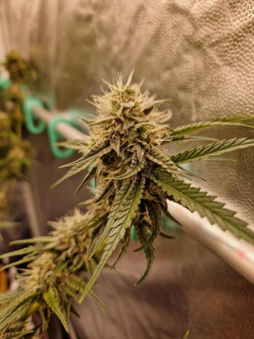 The White Sweet Candy OG One USAGenetics. Week 17 - 08.08.26 