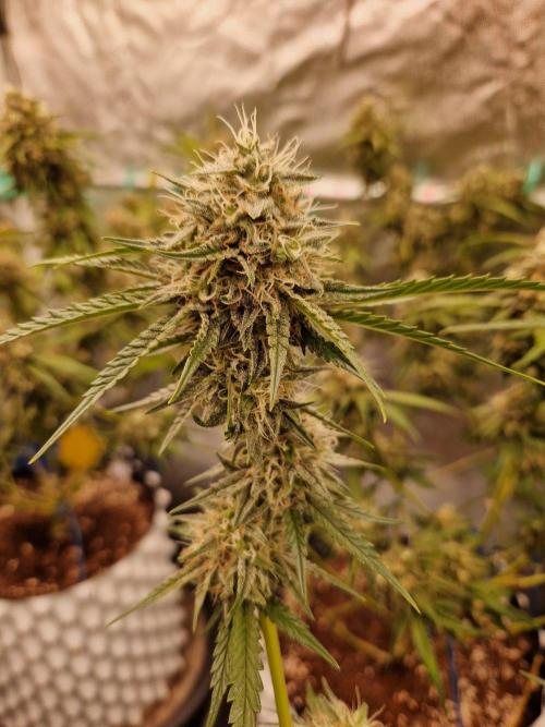 The White Sweet Candy OG One USAGenetics. Week 17 - 08.08.26 