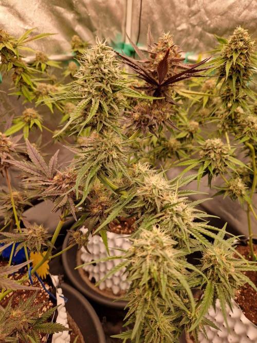 The White Sweet Candy OG One USAGenetics. Week 17 - 08.08.26 