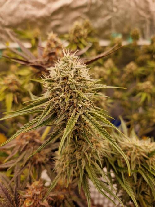 The White Sweet Candy OG One USAGenetics. Week 17 - 08.08.26 