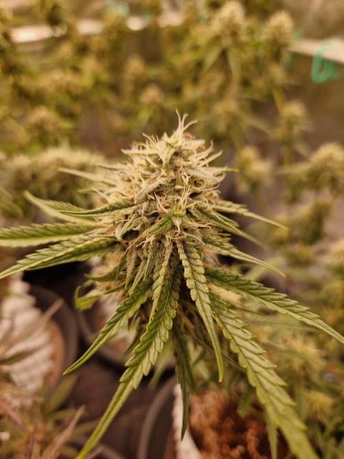 The White Sweet Candy OG One USAGenetics. Week 17 - 08.08.26 