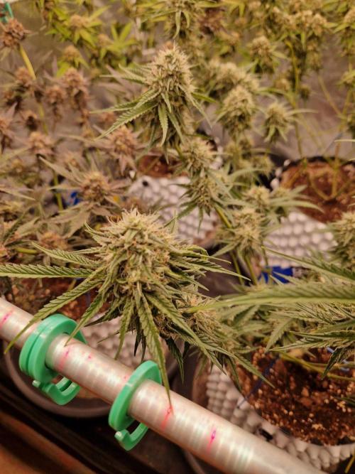 The White Sweet Candy OG One USAGenetics. Week 17 - 08.08.26 