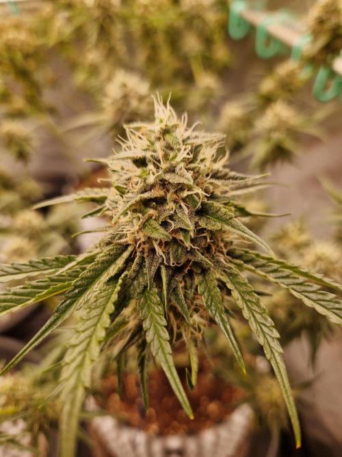 The White Sweet Candy OG One USAGenetics. Week 17 - 08.08.26 