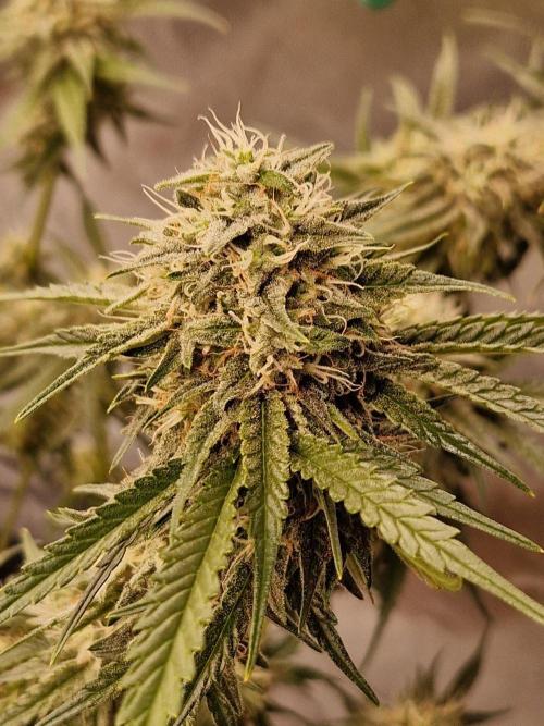 The White Sweet Candy OG One USAGenetics. Week 17 - 08.08.26 