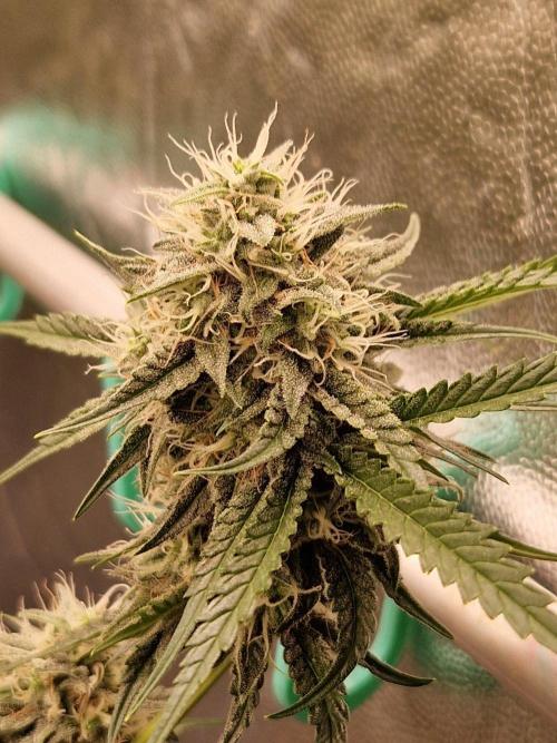 The White Sweet Candy OG One USAGenetics. Week 17 - 08.08.26 
