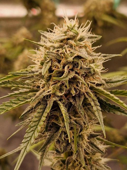 The White Sweet Candy OG One USAGenetics. Week 17 - 08.08.26 