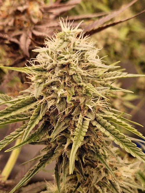 The White Sweet Candy OG One USAGenetics. Week 17 - 08.08.26 