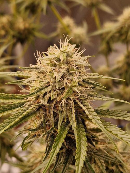 The White Sweet Candy OG One USAGenetics. Week 17 - 08.08.26 