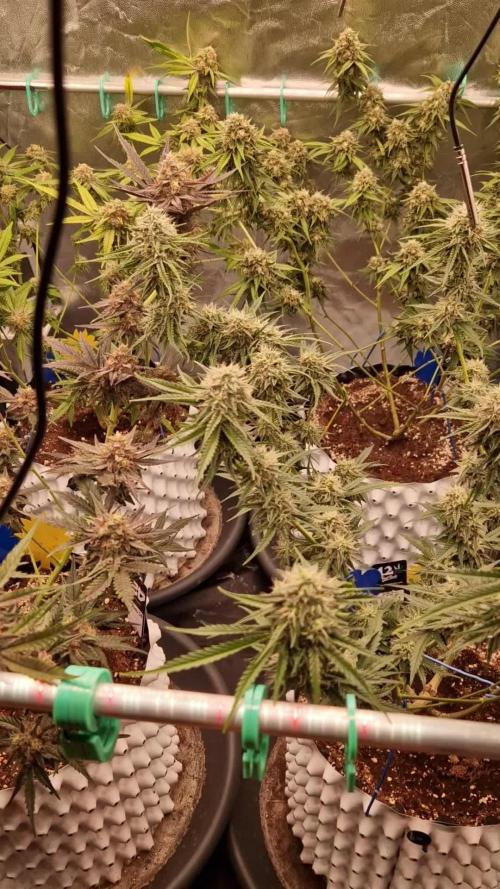 The White Sweet Candy OG One USAGenetics