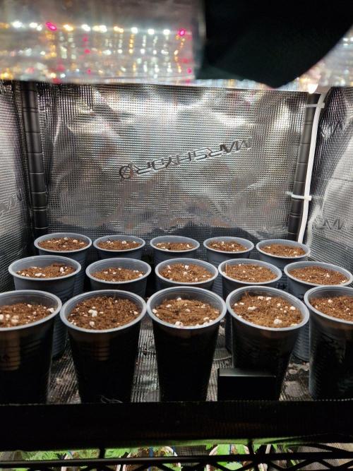 Zi-Bean Regular Phenohunt. Week 0 - 09.08.26 