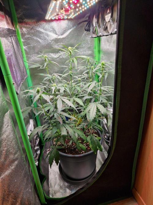 Deep Jealousy Auto. Week 5 - 15.08.26 