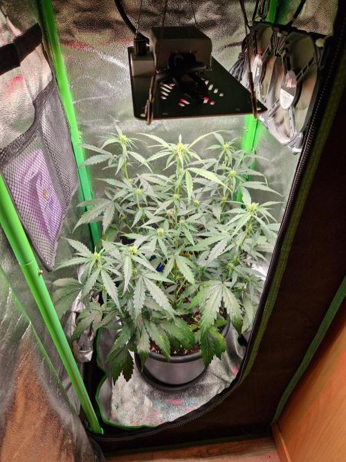 Deep Jealousy Auto. Week 5 - 15.08.26 