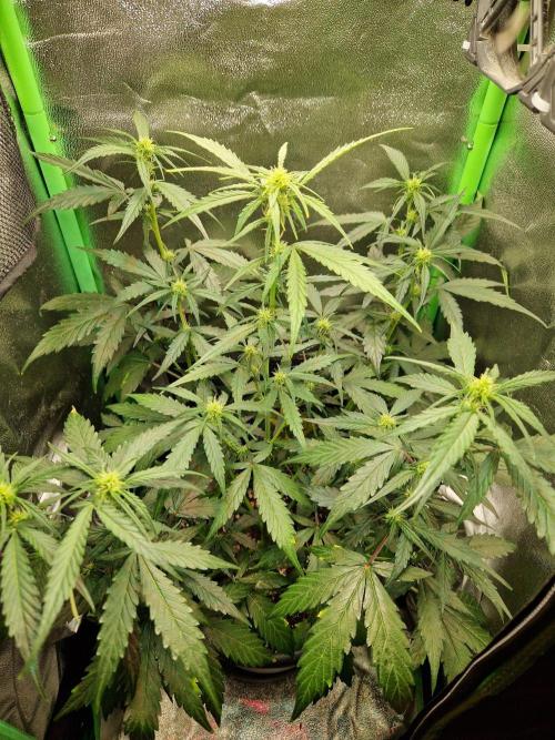 Deep Jealousy Auto. Week 5 - 15.08.26 