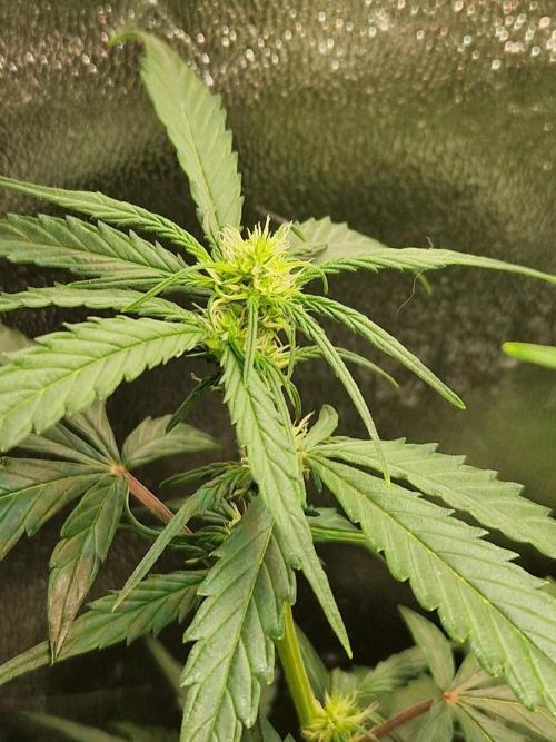 Deep Jealousy Auto. Week 5 - 15.08.26 