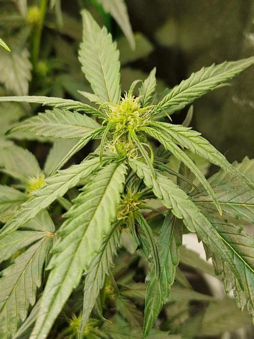Deep Jealousy Auto. Week 5 - 15.08.26 